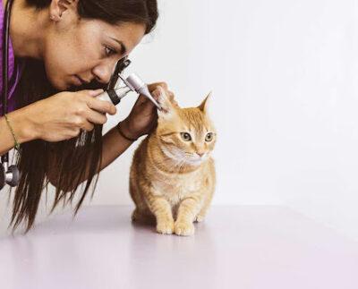 Pet grooming experts
