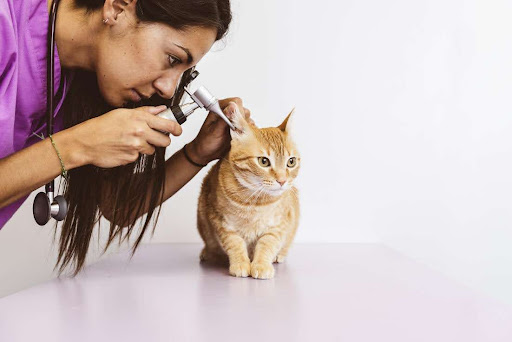 How Regular Cat Grooming Can Benefit Your Cat’s Well-being?